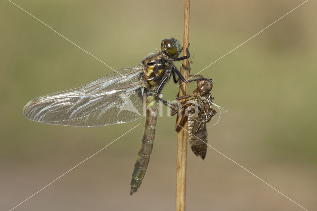 Noordse witsnuitlibel (Leucorrhinia rubicunda)