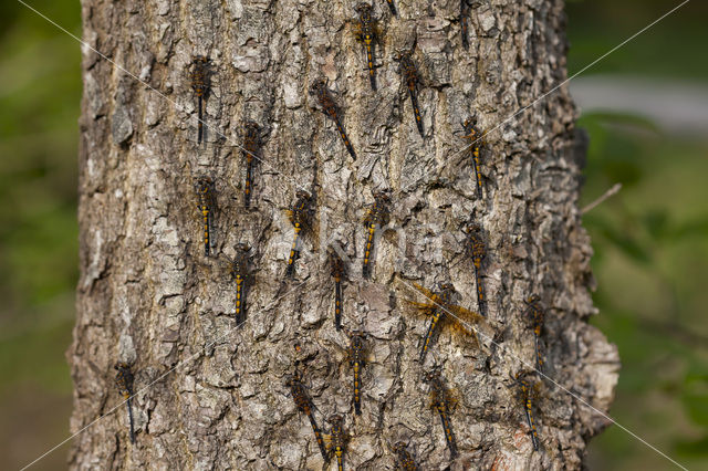 Northern White-faced darter (Leucorrhinia rubicunda)