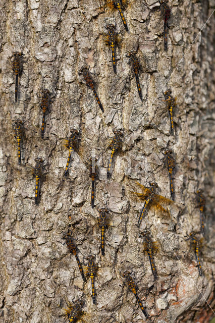 Northern White-faced darter (Leucorrhinia rubicunda)