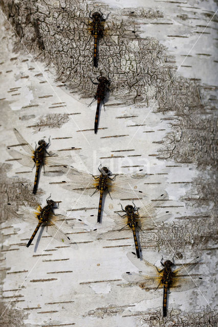 Northern White-faced darter (Leucorrhinia rubicunda)
