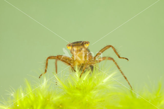 Northern White-faced darter (Leucorrhinia rubicunda)