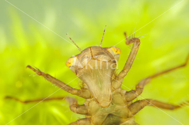 Northern White-faced darter (Leucorrhinia rubicunda)