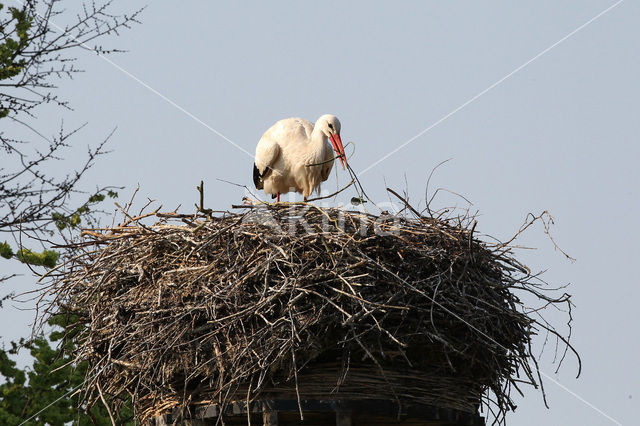 White Stork (Ciconia ciconia)