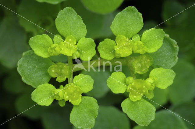 Opposite-leaved Golden Saxifrage (Chrysosplenium oppositifolium)