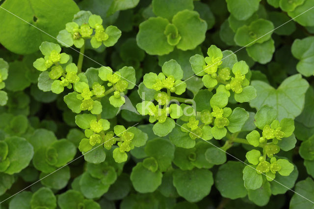 Opposite-leaved Golden Saxifrage (Chrysosplenium oppositifolium)