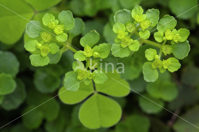 Opposite-leaved Golden Saxifrage (Chrysosplenium oppositifolium)