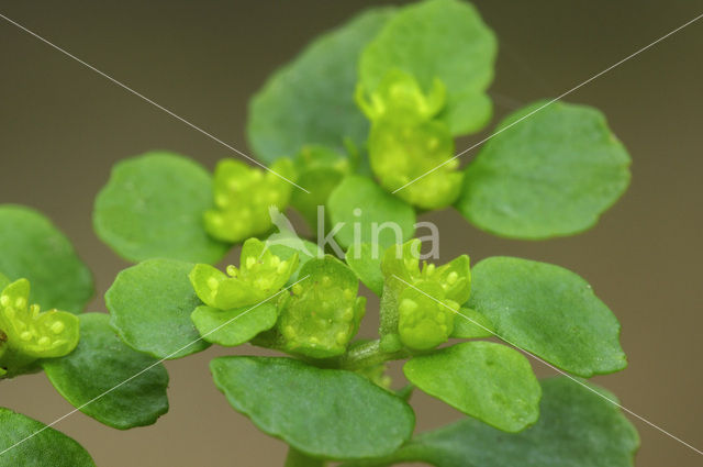 Opposite-leaved Golden Saxifrage (Chrysosplenium oppositifolium)