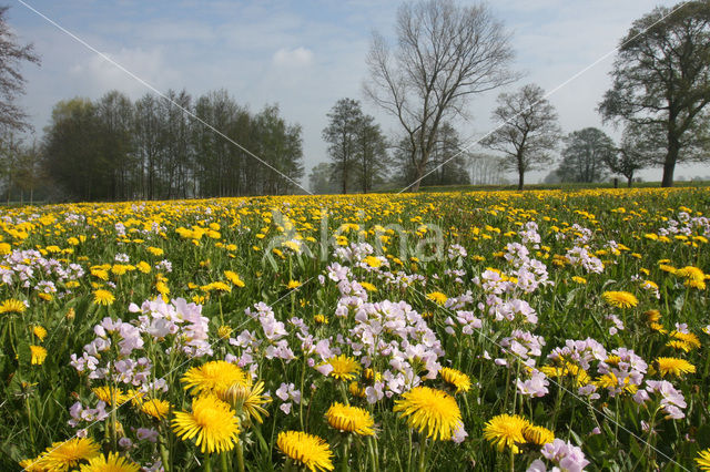 Paardenbloem (Taraxacum spec.)