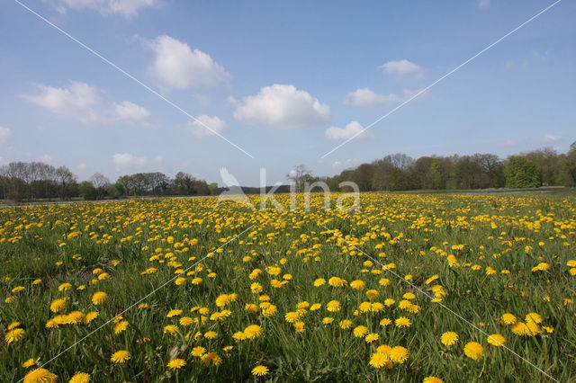 Paardenbloem (Taraxacum spec.)