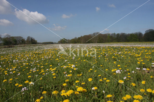 Paardenbloem (Taraxacum spec.)