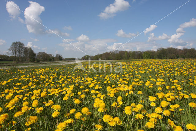 Dandelion (Taraxacum spec.)