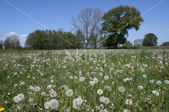 Paardenbloem (Taraxacum spec.)