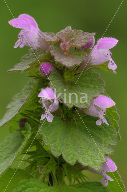 Paarse dovenetel s.s. (Lamium purpureum)