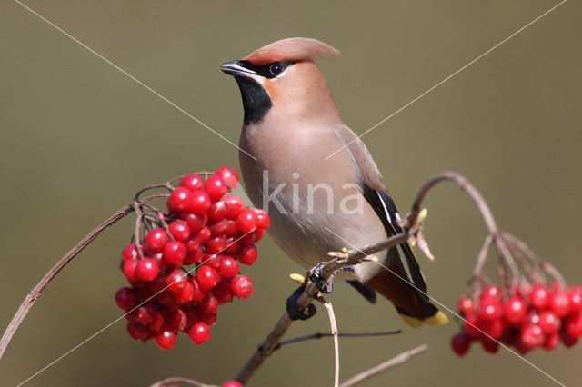 Bohemian Waxwing (Bombycilla garrulus)