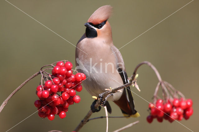 Pestvogel (Bombycilla garrulus)