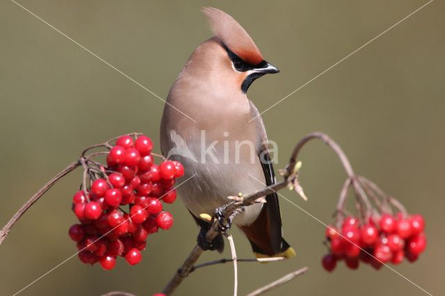 Bohemian Waxwing (Bombycilla garrulus)