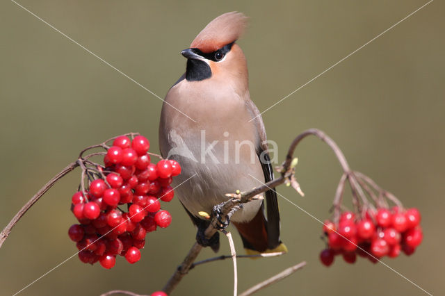 Bohemian Waxwing (Bombycilla garrulus)