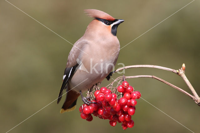 Pestvogel (Bombycilla garrulus)