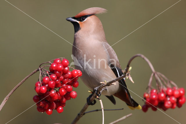 Bohemian Waxwing (Bombycilla garrulus)