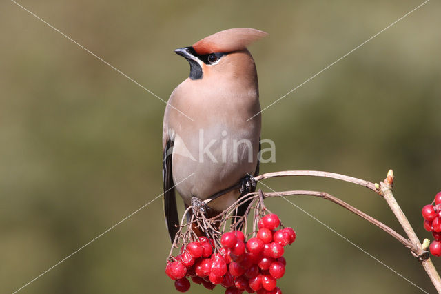 Bohemian Waxwing (Bombycilla garrulus)