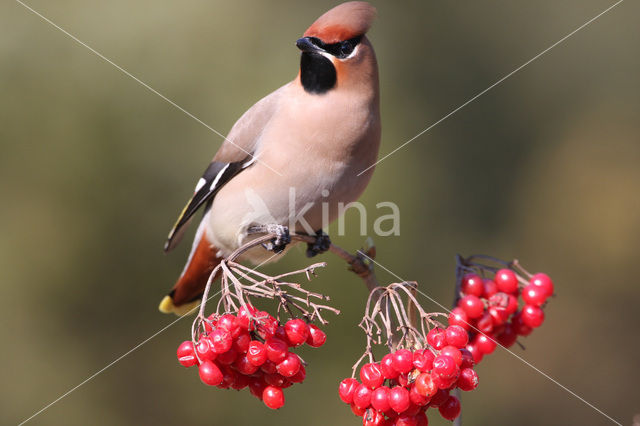 Pestvogel (Bombycilla garrulus)