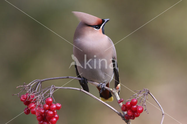 Pestvogel (Bombycilla garrulus)