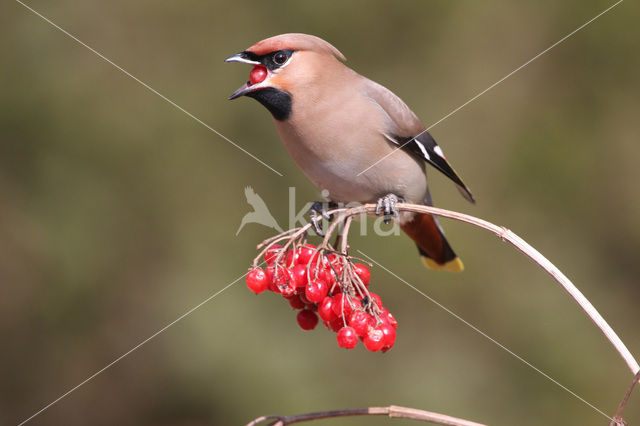 Bohemian Waxwing (Bombycilla garrulus)