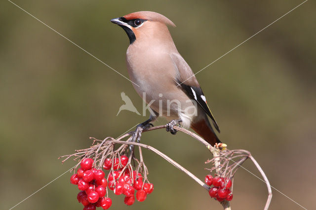 Bohemian Waxwing (Bombycilla garrulus)