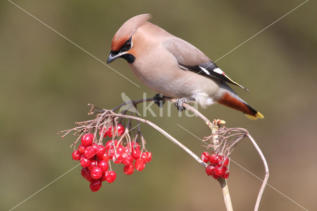 Bohemian Waxwing (Bombycilla garrulus)