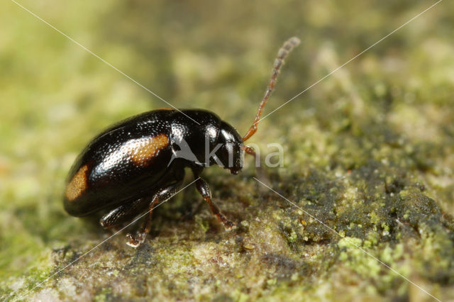 Phyllotreta exclamationis