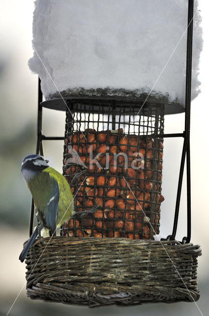 Blue Tit (Parus caeruleus)