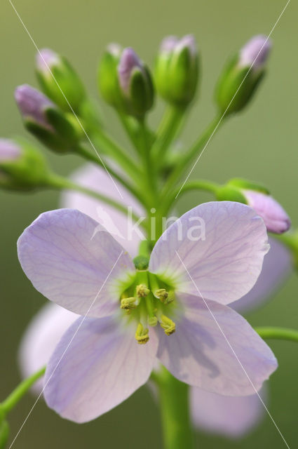 Pinksterbloem (Cardamine pratensis)