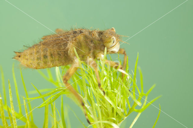 Broad-bodied Chaser (Libellula depressa)