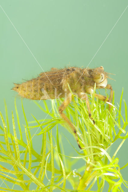 Broad-bodied Chaser (Libellula depressa)