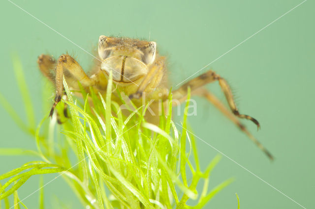 Platbuik (Libellula depressa)