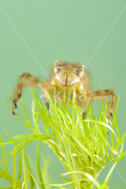 Platbuik (Libellula depressa)