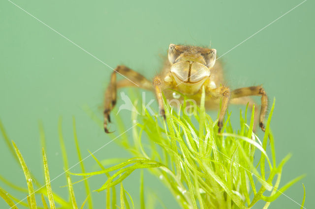 Broad-bodied Chaser (Libellula depressa)