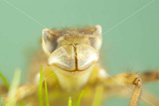 Broad-bodied Chaser (Libellula depressa)