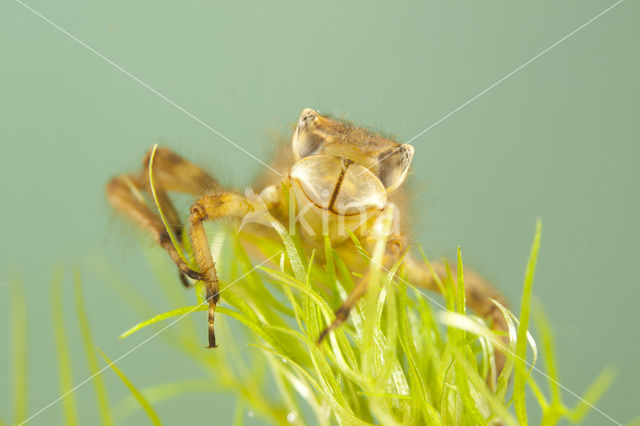 Broad-bodied Chaser (Libellula depressa)