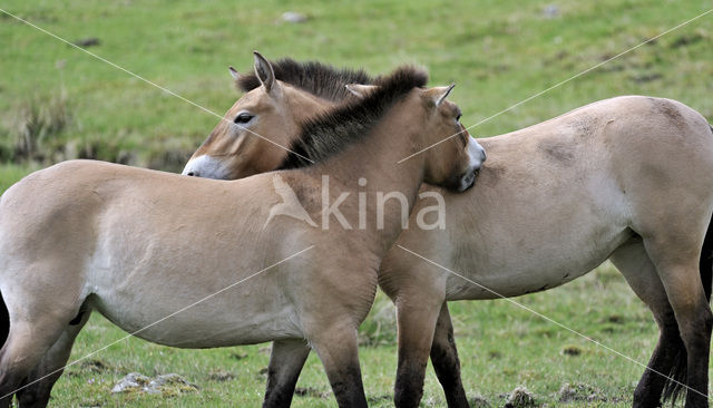 Przewalskipaard (Equus przewalskii)