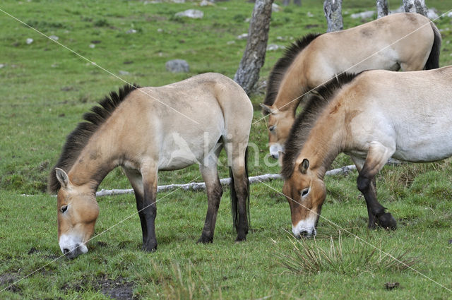 Przewalskipaard (Equus przewalskii)