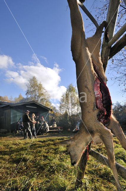 Roe Deer (Capreolus capreolus)