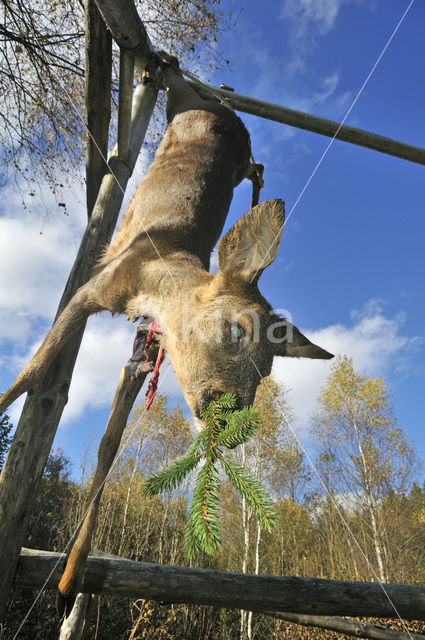 Roe Deer (Capreolus capreolus)