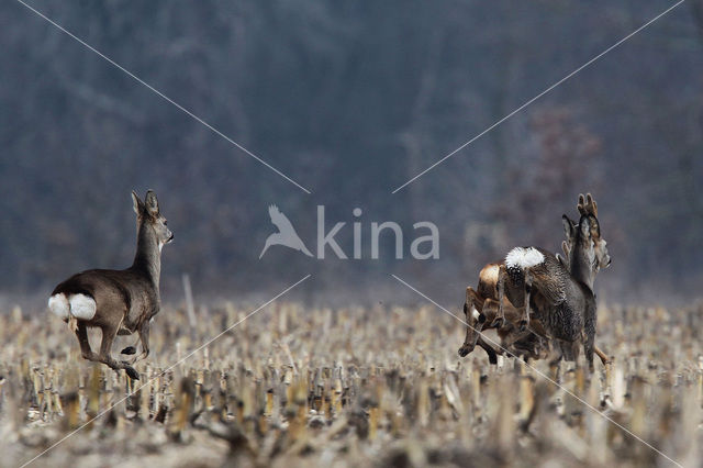 Roe Deer (Capreolus capreolus)