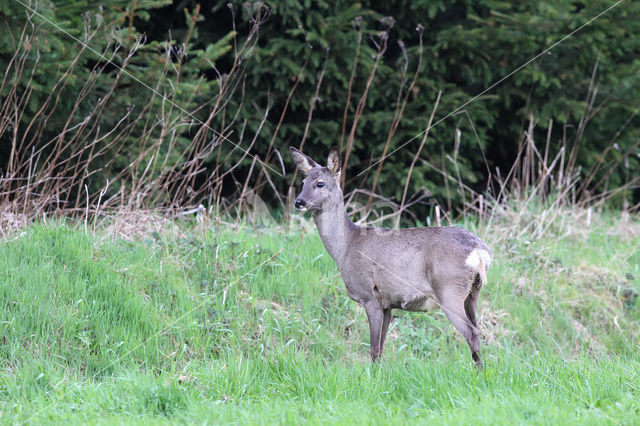 Roe Deer (Capreolus capreolus)