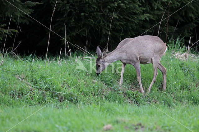 Roe Deer (Capreolus capreolus)