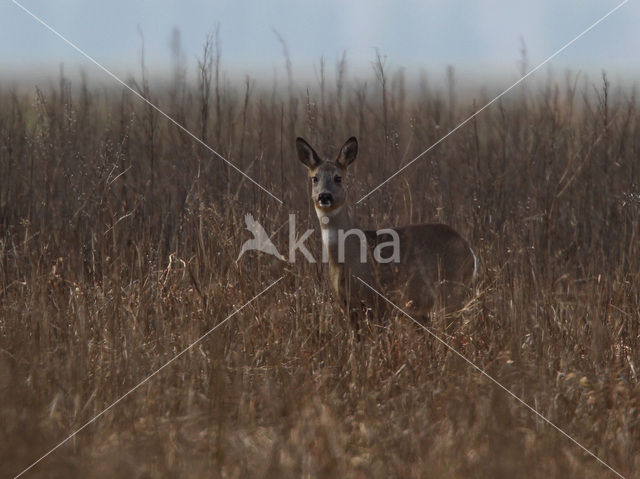 Roe Deer (Capreolus capreolus)