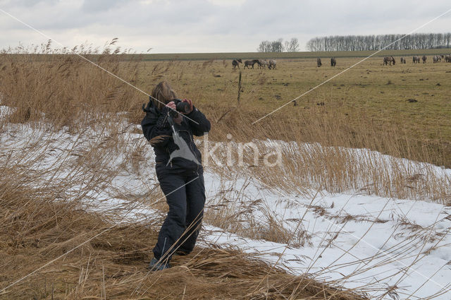 Common Reed (Phragmites australis)