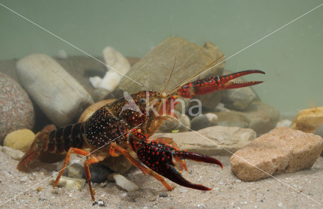 Red swamp crayfish (Procambarus clarkii)