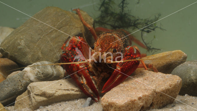 Red swamp crayfish (Procambarus clarkii)